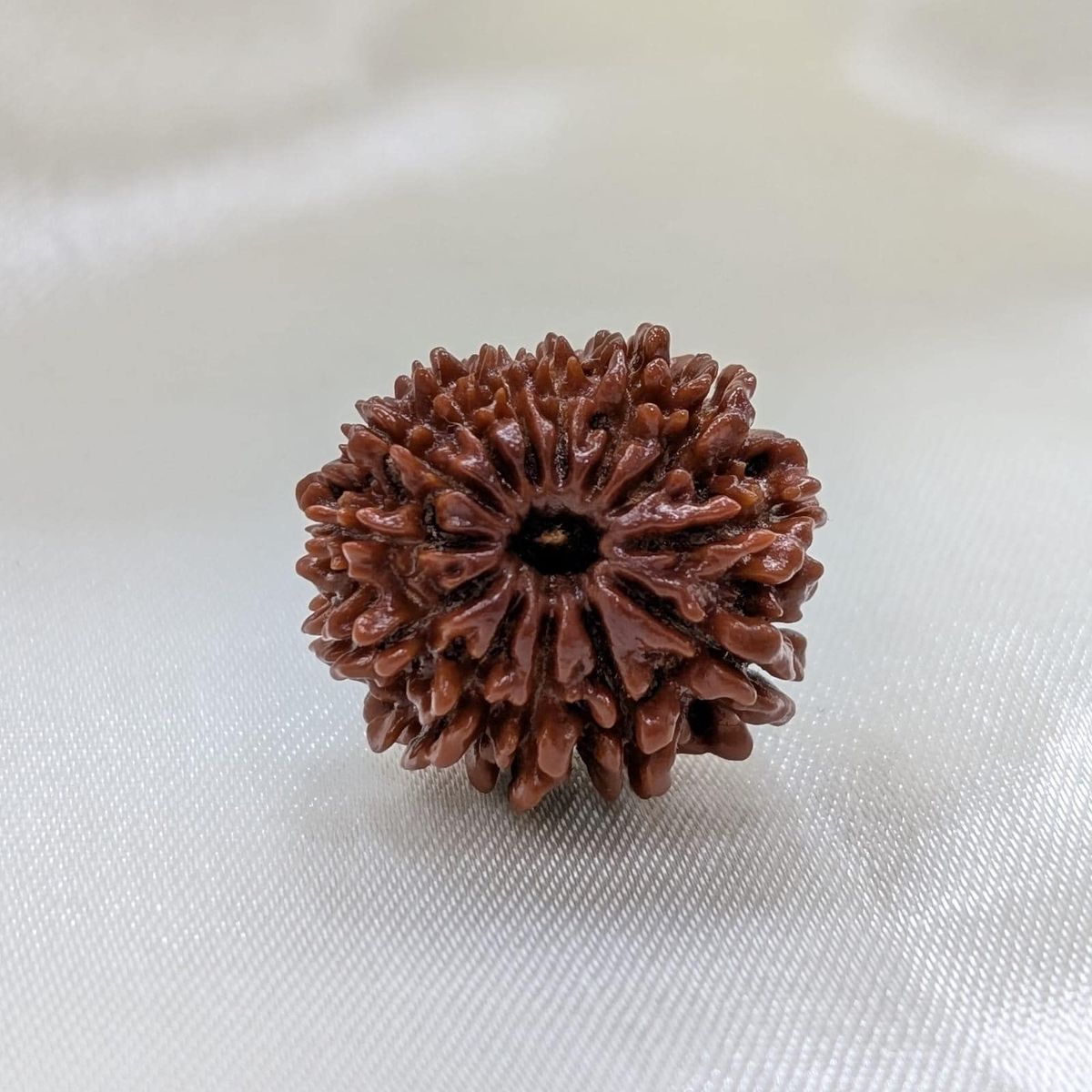 13 Mukhi Rudraksha