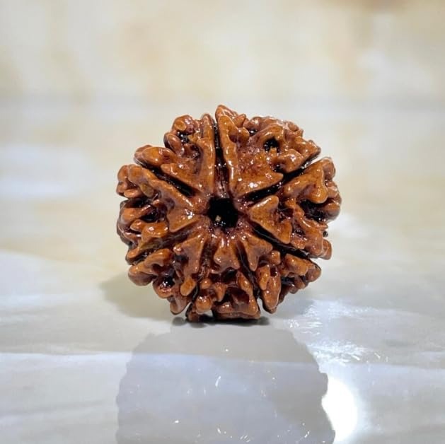 7 Mukhi Rudraksha