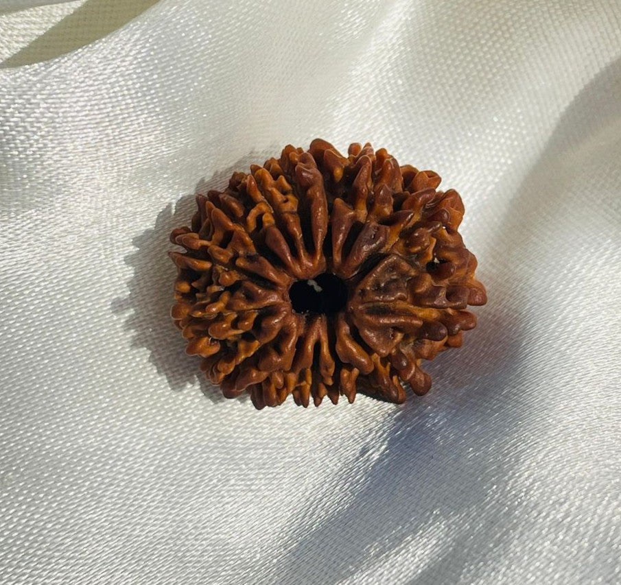 14 Mukhi Rudraksha