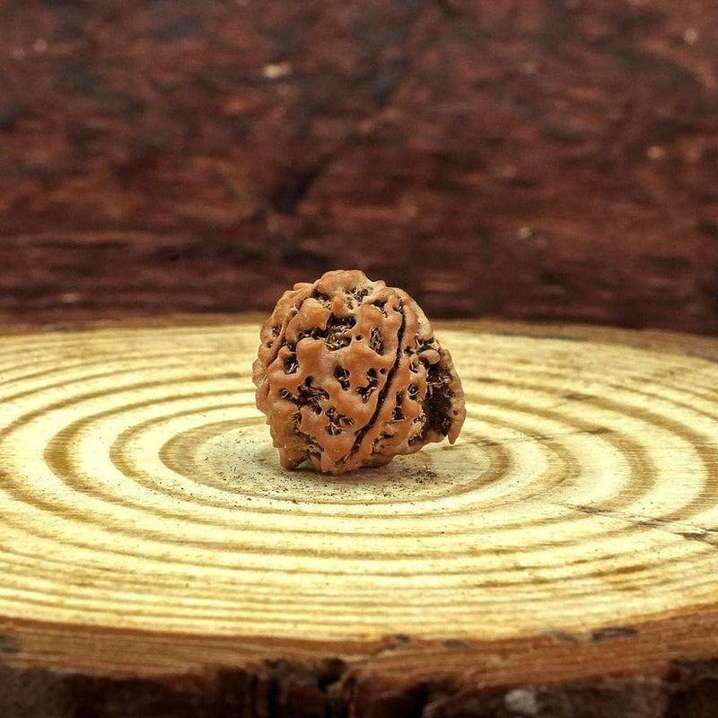 Ganesh Rudraksha