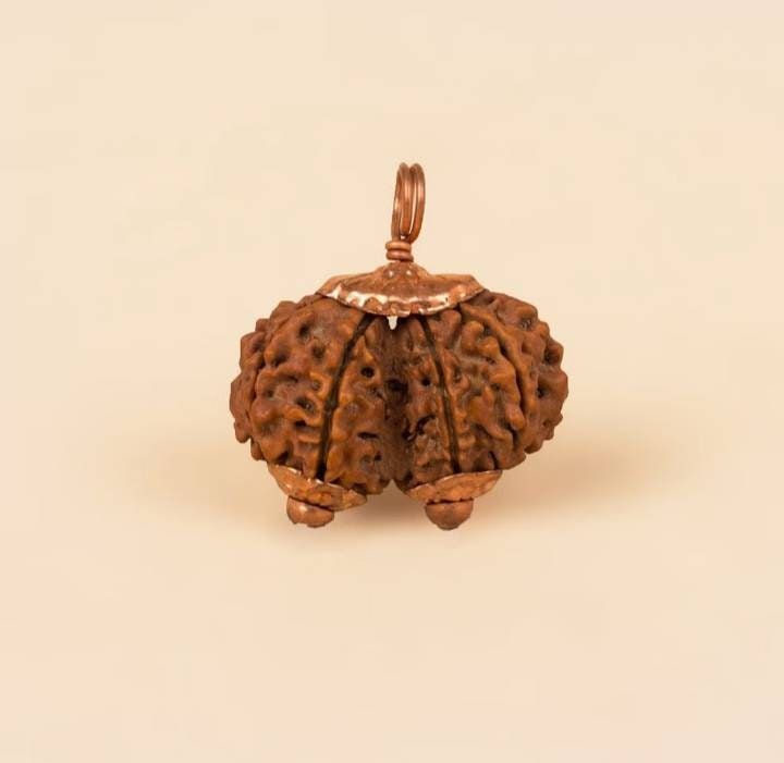 Gauri Sankar Rudraksha