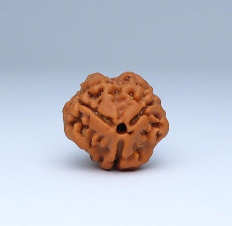 3 Mukhi Rudraksha