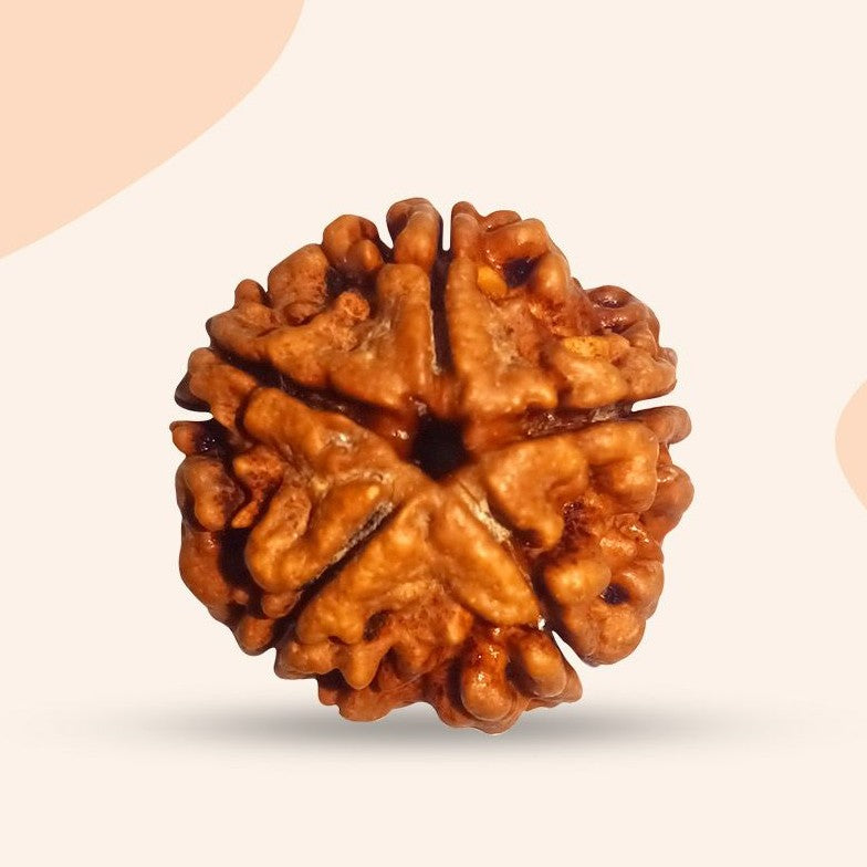 5 Mukhi Rudraksha