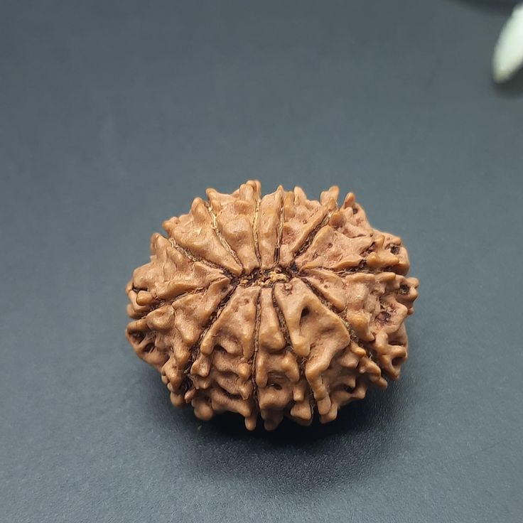 11 Mukhi Rudraksha