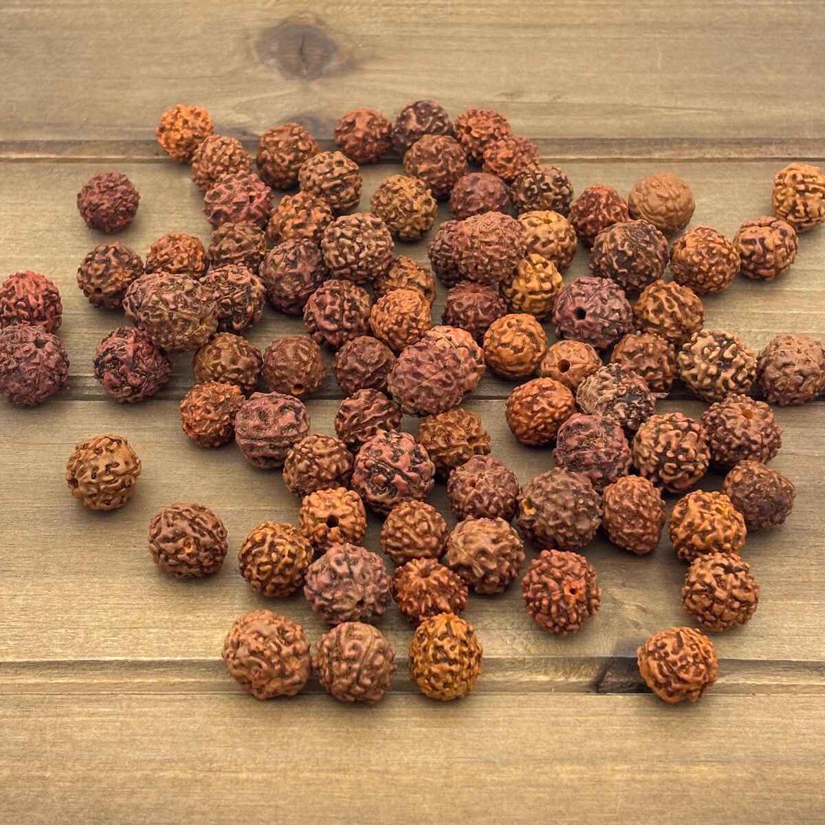 1-14 Mukhi Rudraksha
