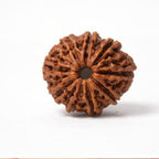 Natural 10 Mukhi Rudraksha