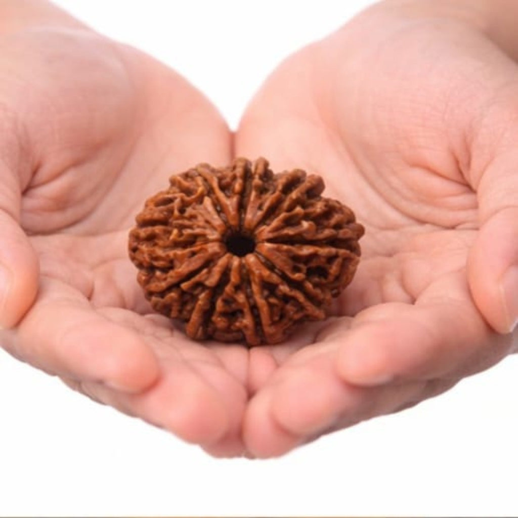 Natural 10 Mukhi Rudraksha