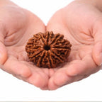 Natural 10 Mukhi Rudraksha