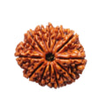 Natural 11 Mukhi Rudraksha