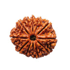 Natural 11 Mukhi Rudraksha