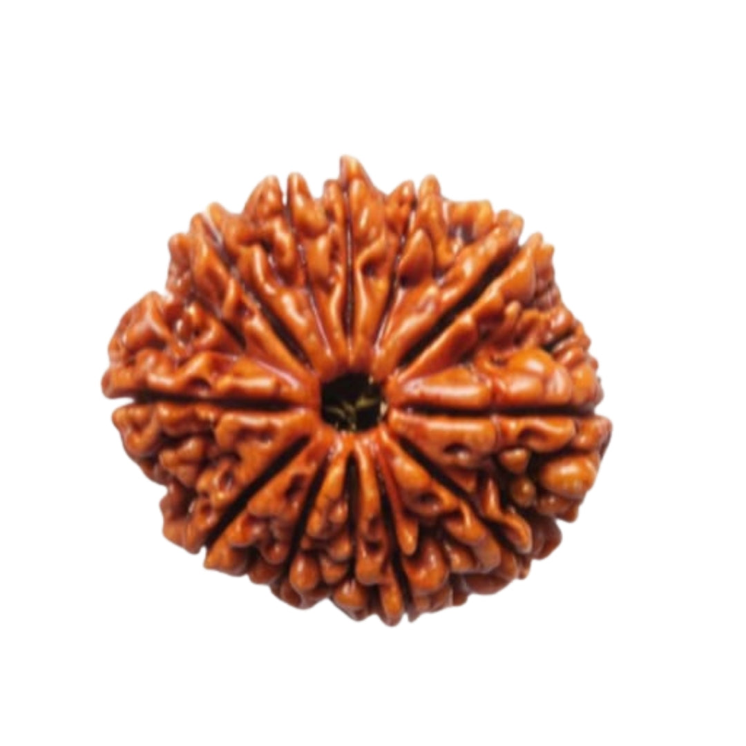Natural 11 Mukhi Rudraksha