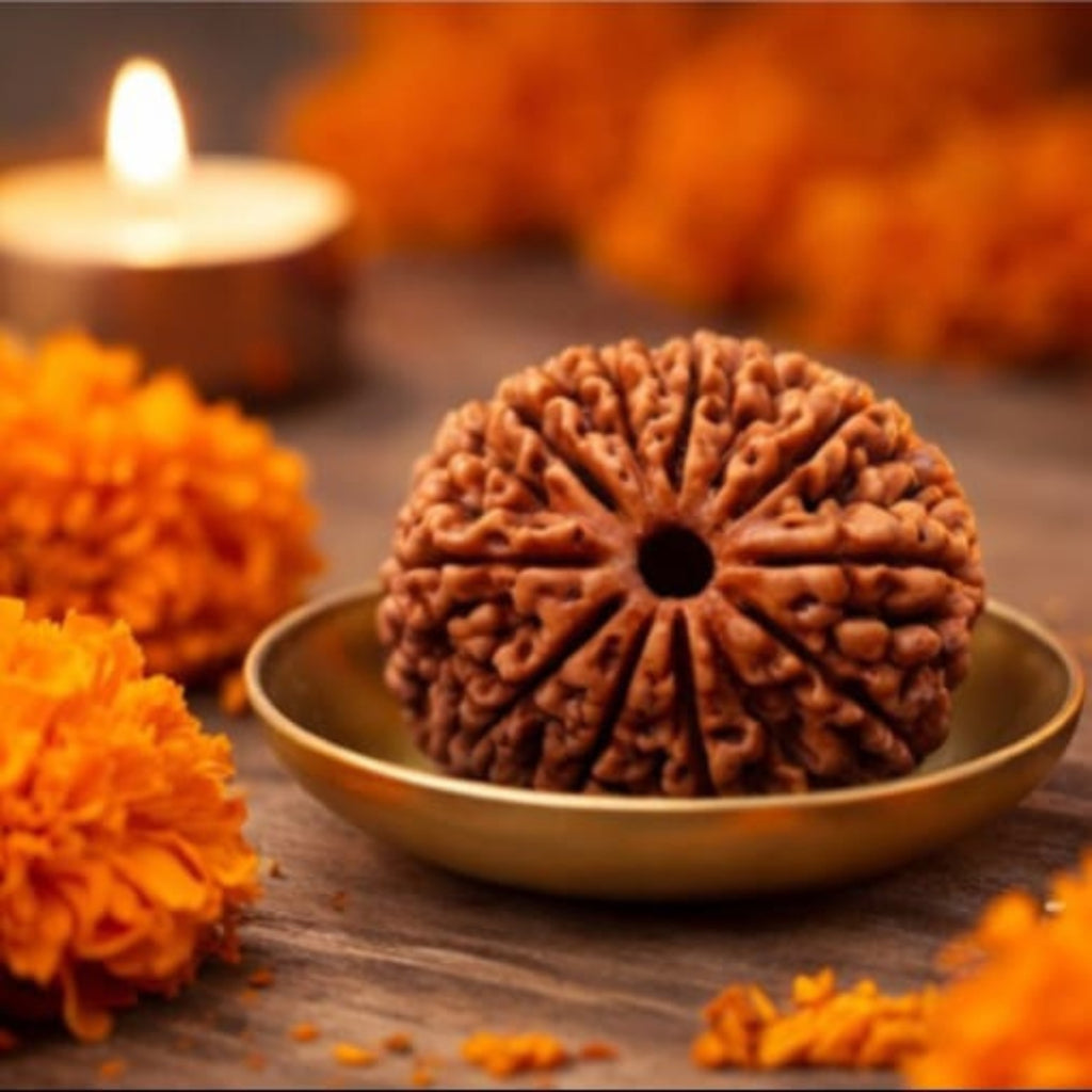 Natural 11 Mukhi Rudraksha