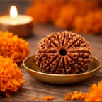 Natural 11 Mukhi Rudraksha