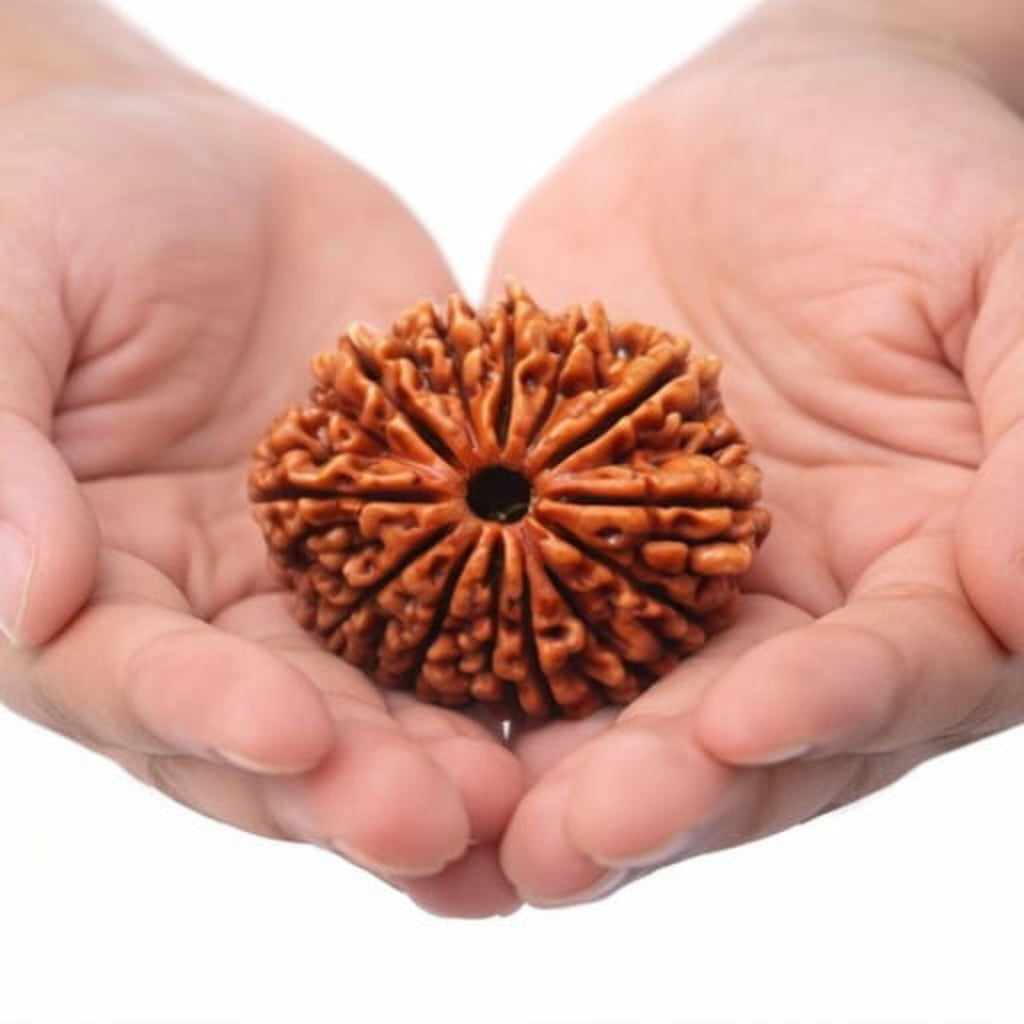 Natural 11 Mukhi Rudraksha