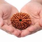 Natural 11 Mukhi Rudraksha