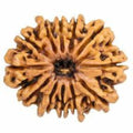 Natural 12 Mukhi Rudraksha