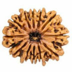 Natural 12 Mukhi Rudraksha
