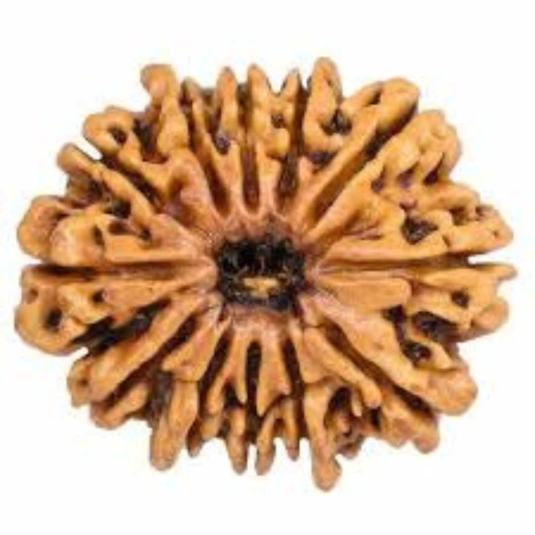 Natural 12 Mukhi Rudraksha