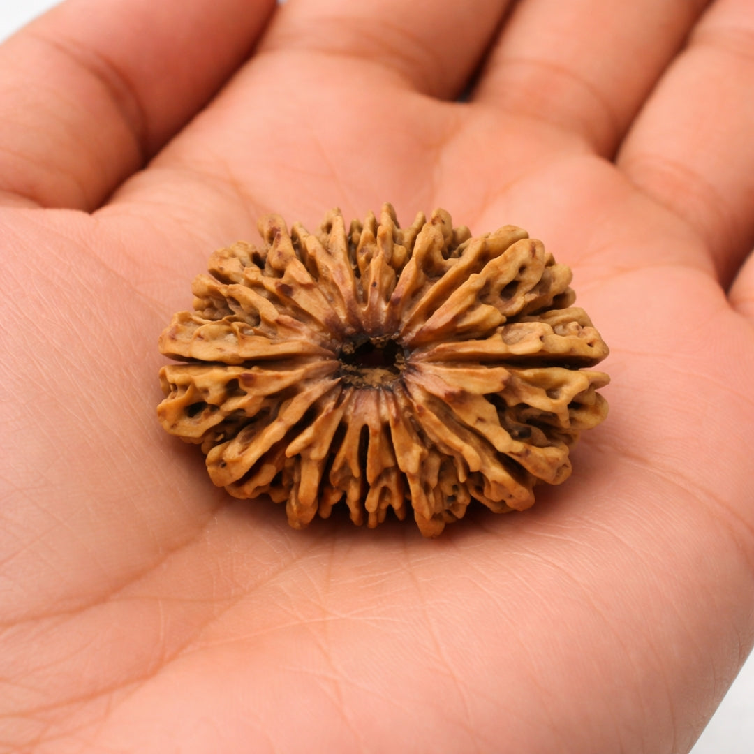 Natural 12 Mukhi Rudraksha
