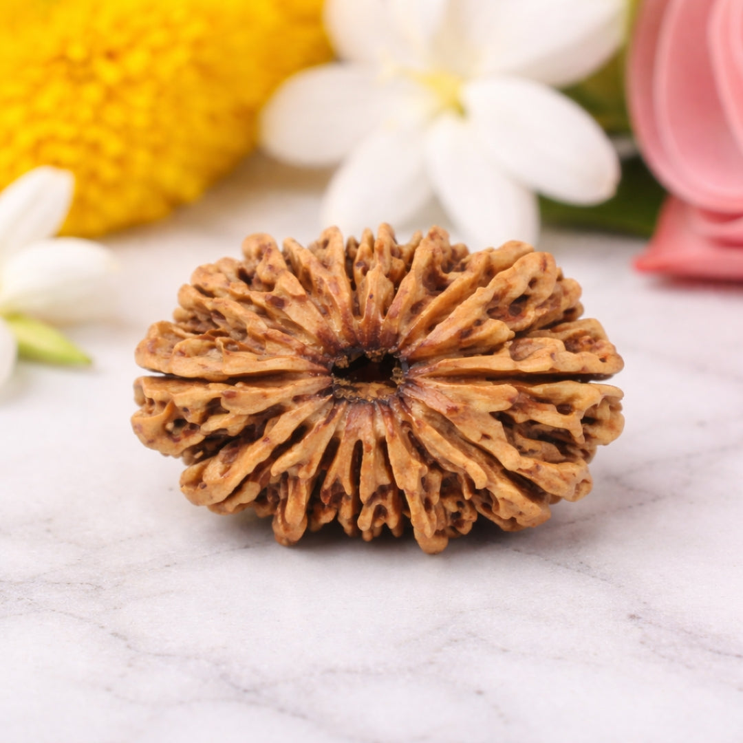 Natural 12 Mukhi Rudraksha