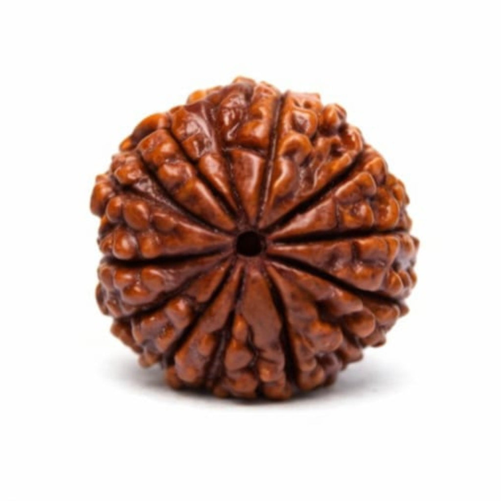 Natural 13 Mukhi Rudraksha