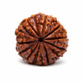 Natural 13 Mukhi Rudraksha