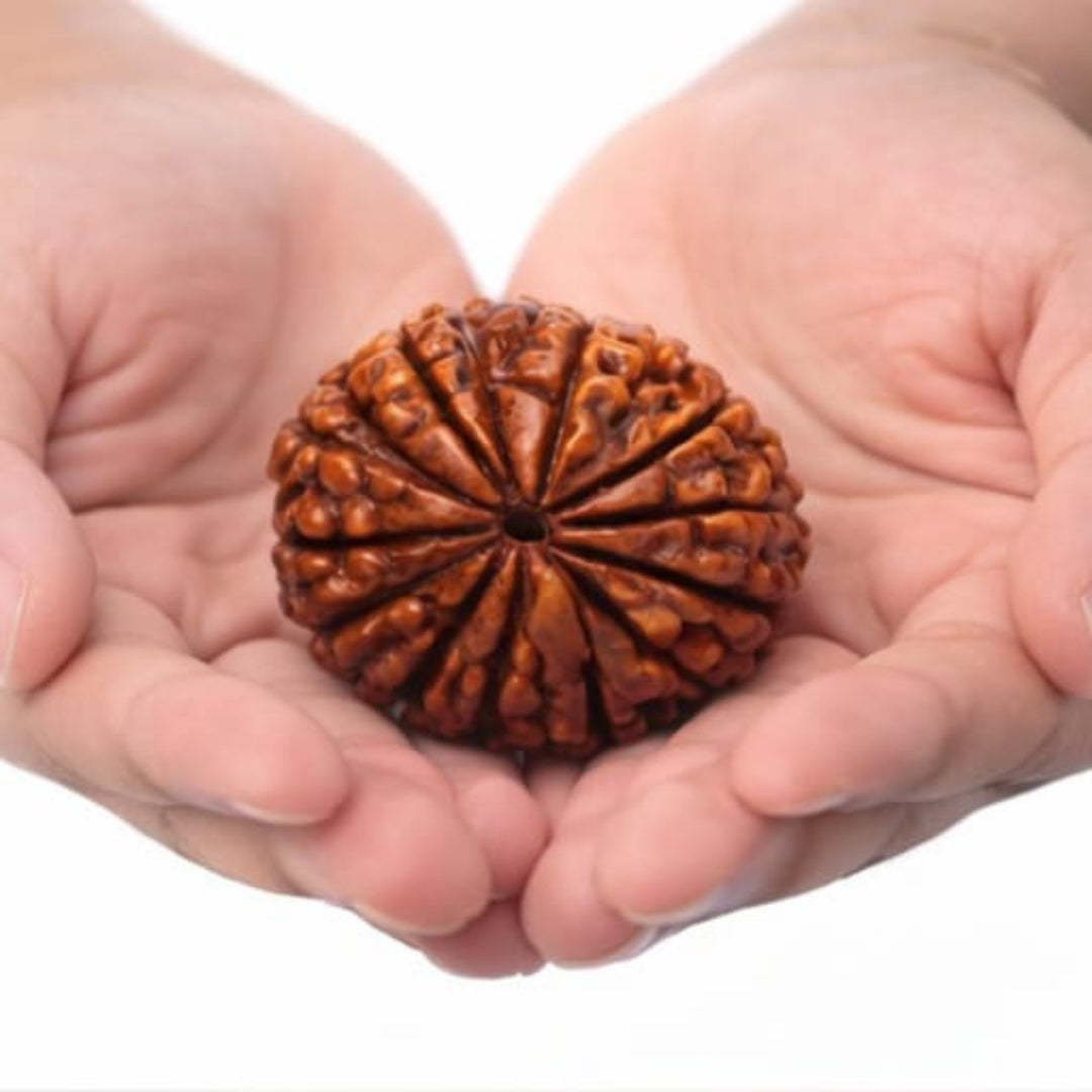 Natural 13 Mukhi Rudraksha