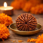 Natural 13 Mukhi Rudraksha