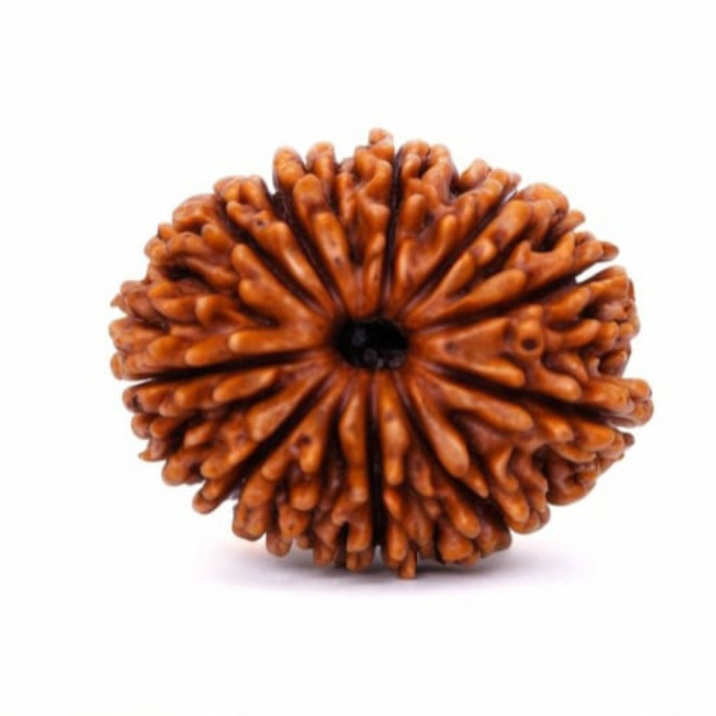 Natural 14 Mukhi Rudraksha