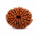 Natural 14 Mukhi Rudraksha