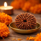 Natural 14 Mukhi Rudraksha