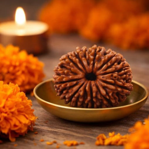 Natural 14 Mukhi Rudraksha
