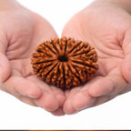 Natural 14 Mukhi Rudraksha