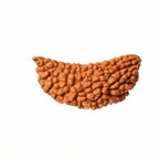 Natural 1 Mukhi Rudraksha