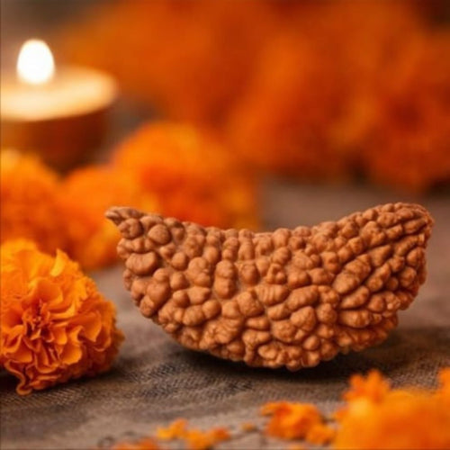 Natural 1 Mukhi Rudraksha