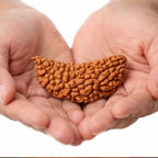 Natural 1 Mukhi Rudraksha