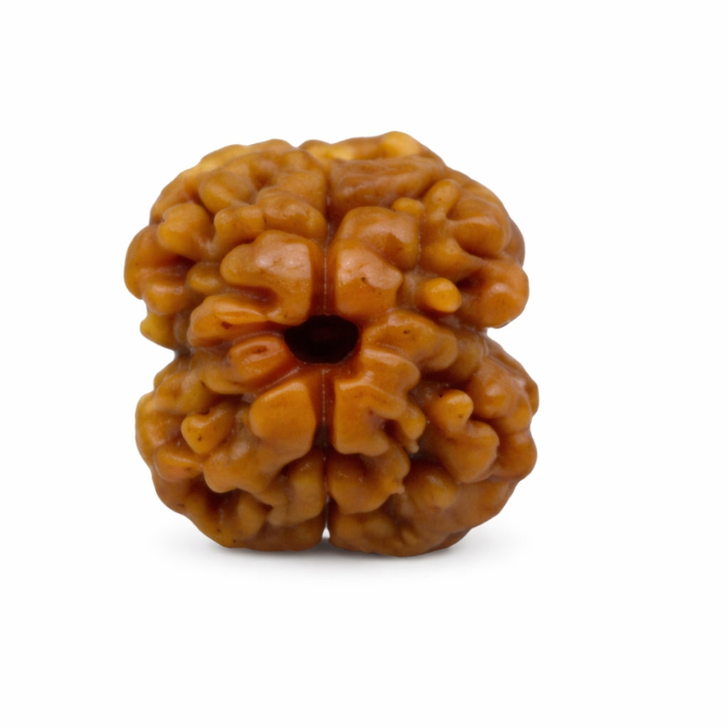 Natural 2 Mukhi Rudraksha