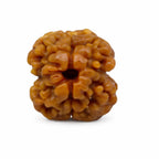 Natural 2 Mukhi Rudraksha