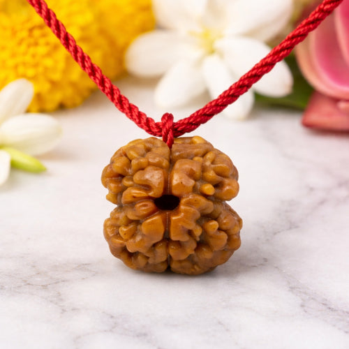 Natural 2 Mukhi Rudraksha