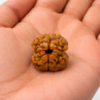 Natural 2 Mukhi Rudraksha