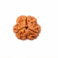 Natural 3 Mukhi Rudraksha