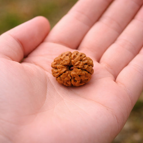 Natural 3 Mukhi Rudraksha
