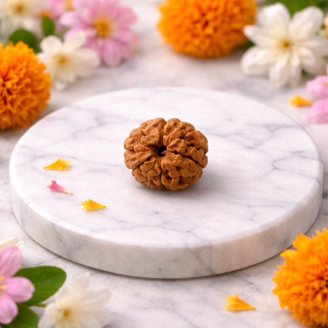 Natural 3 Mukhi Rudraksha