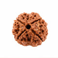 Natural 4 Mukhi Rudraksha