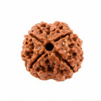 Natural 4 Mukhi Rudraksha
