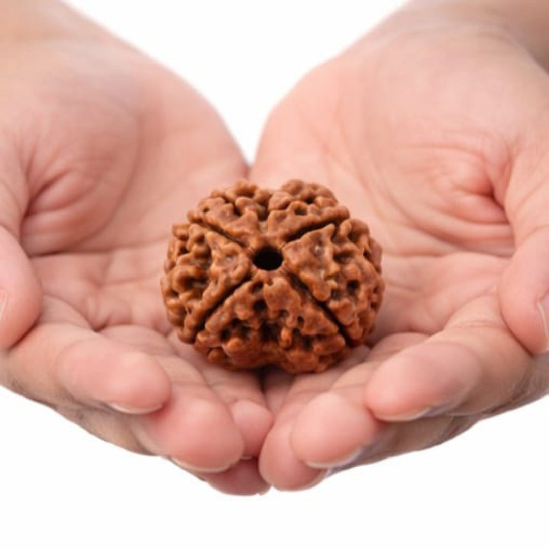 Natural 4 Mukhi Rudraksha