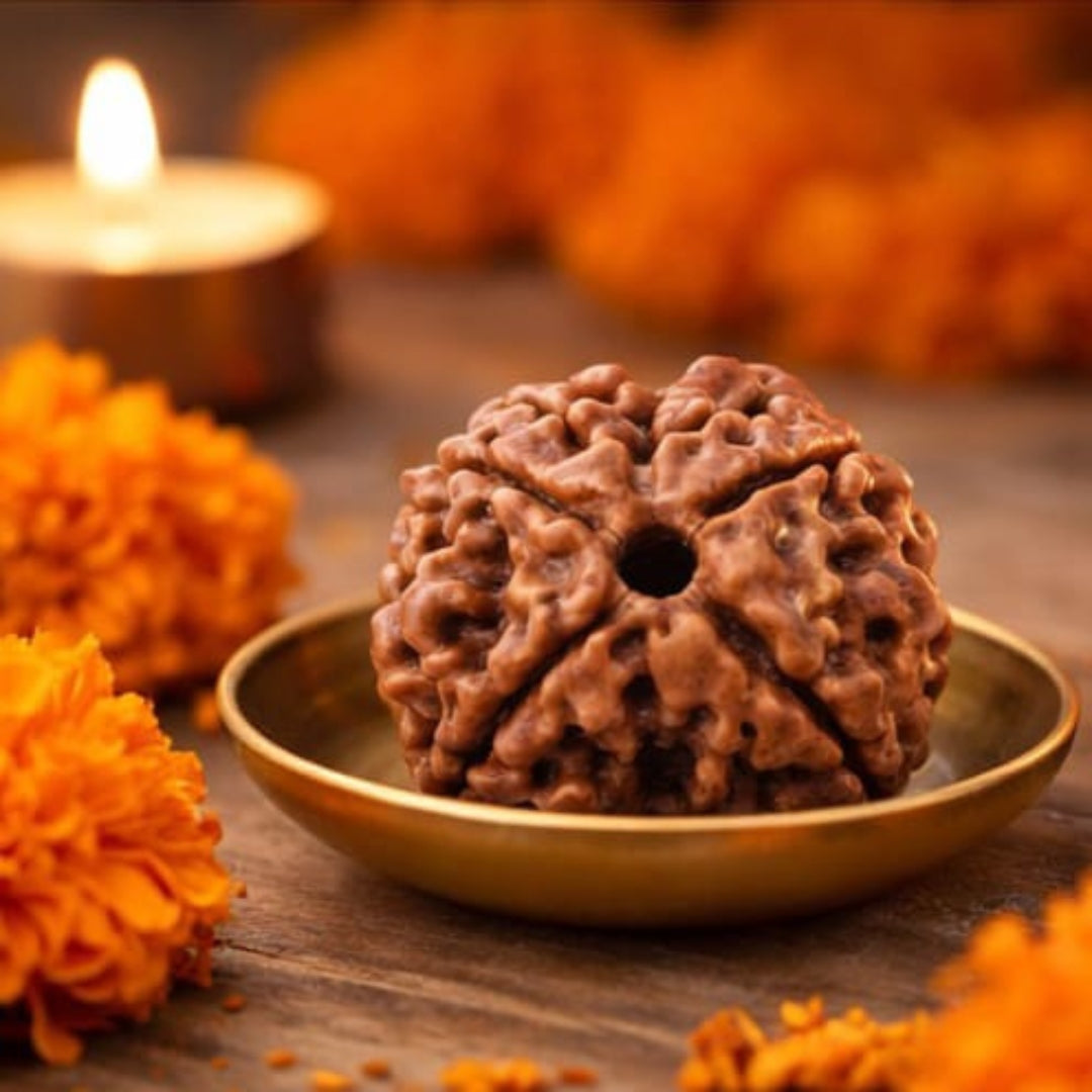 Natural 4 Mukhi Rudraksha