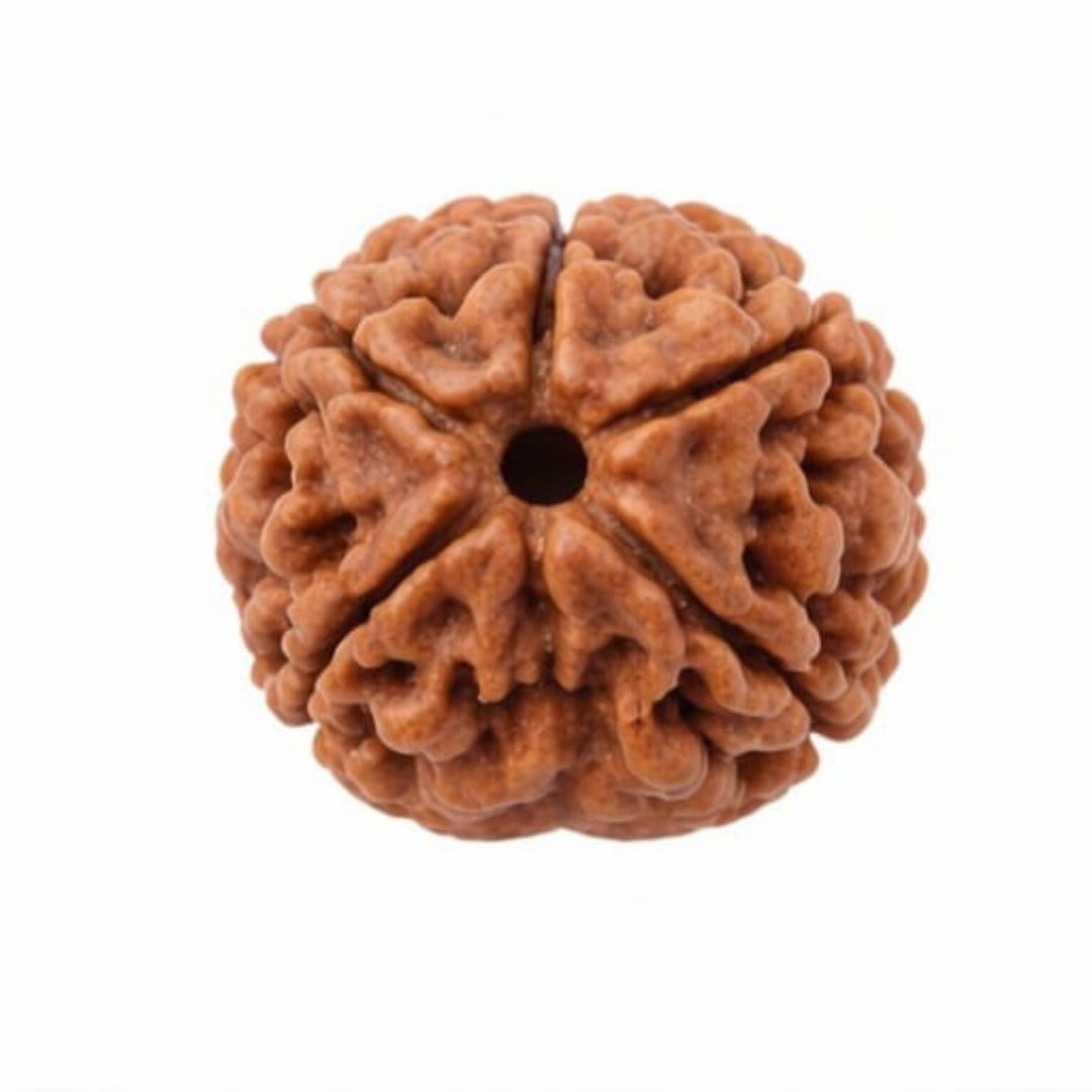 Natural 5 Mukhi Rudraksha