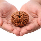 Natural 5 Mukhi Rudraksha