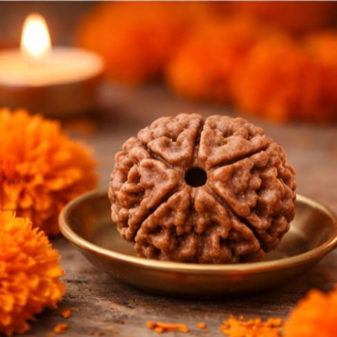 Natural 5 Mukhi Rudraksha